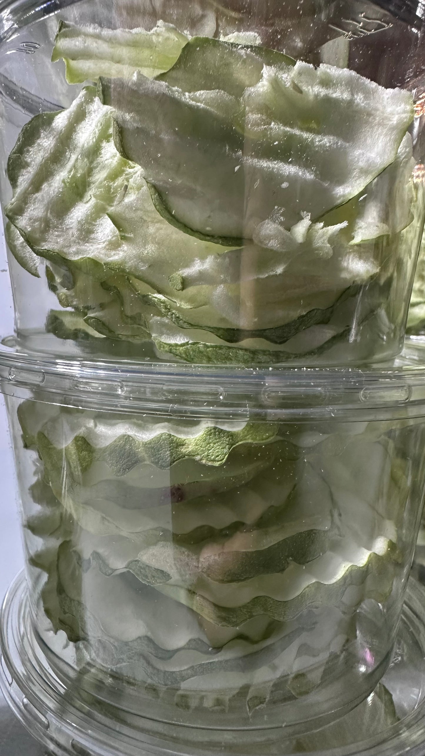 Cucumber 16oz
